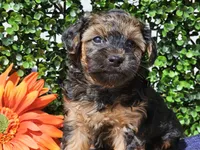 Laszlo, a male Yorkipoo for sale in Boyden, IA – Photo 5 of 10