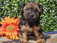 Laszlo, a male Yorkipoo for sale in Boyden, IA – Photo 2 of 10