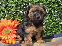 Laszlo, a male Yorkipoo for sale in Boyden, IA – Photo 9 of 10
