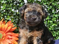 Laszlo, a male Yorkipoo for sale in Boyden, IA – Photo 6 of 10