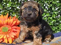 Laszlo, a male Yorkipoo for sale in Boyden, IA – Photo 4 of 10