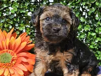 Laszlo, a male Yorkipoo for sale in Boyden, IA – Photo 1 of 10