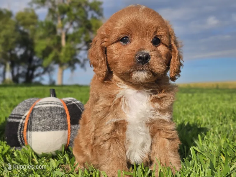Joey – Cavapoo puppy for sale in Boyden, IA