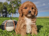 Joey, a male Cavapoo for sale in Boyden, IA – 1 of 10
