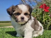 Emily, a female Shorkie for sale in Boyden, IA – 2 of 10