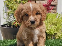 Gideon, a male Cavapoo for sale in Boyden, IA – 3 of 10