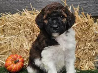 Sasha, a female Goldendoodle for sale in Boyden, IA – 6 of 10