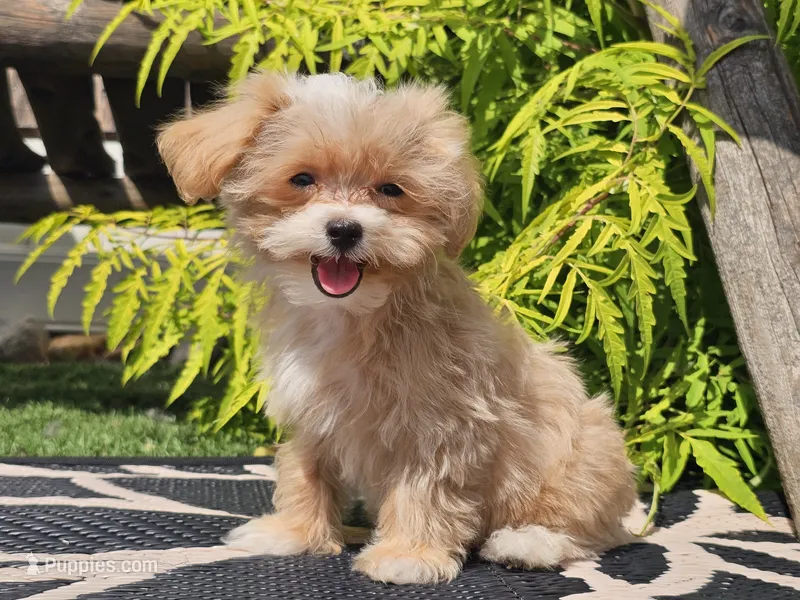 Lucky – Maltipoo puppy for sale in Boyden, IA