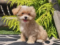 Lucky, a male Maltipoo for sale in Boyden, IA – 1 of 10