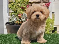 Laker, a male Maltipoo for sale in Boyden, IA – 2 of 10