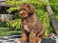 Stitch, a male Miniature Bernedoodle for sale in Boyden, IA – 10 of 10