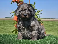 Janko, a male Miniature Aussiedoodle for sale in Boyden, IA – 6 of 10