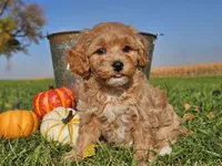 Buttercup , a female Havapoo for sale in Boyden, IA – 3 of 10