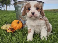 Odie, a male Cavapoo for sale in Boyden, IA – 8 of 10