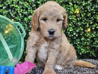Finnigan , a male Whoodle for sale in Boyden, IA – 3 of 10