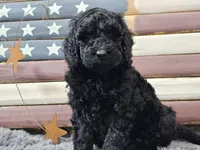 Cheyenne, a female Goldendoodle for sale in Boyden, IA – Photo 7 of 10