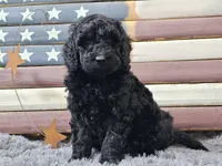 Cheyenne, a female Goldendoodle for sale in Boyden, IA – Photo 3 of 10