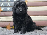 Cheyenne, a female Goldendoodle for sale in Boyden, IA – Photo 10 of 10