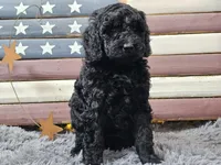 Cheyenne, a female Goldendoodle for sale in Boyden, IA – Photo 9 of 10
