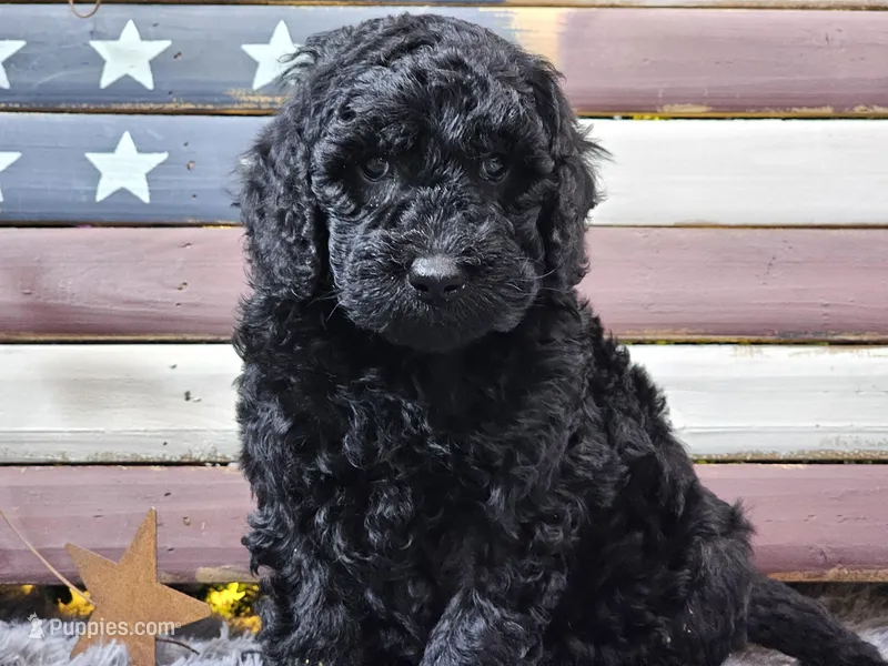 Cheyenne – Goldendoodle puppy for sale in Boyden, IA