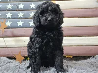 Cheyenne, a female Goldendoodle for sale in Boyden, IA – Photo 4 of 10