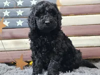 Cheyenne, a female Goldendoodle for sale in Boyden, IA – Photo 5 of 10