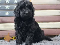 Cheyenne, a female Goldendoodle for sale in Boyden, IA – Photo 8 of 10