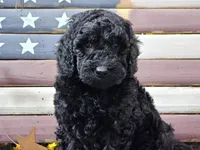Cheyenne, a female Goldendoodle for sale in Boyden, IA – Photo 2 of 10
