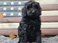 Cheyenne, a female Goldendoodle for sale in Boyden, IA – Photo 6 of 10