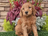 Wally, a male Goldendoodle for sale in Boyden, IA – 6 of 10