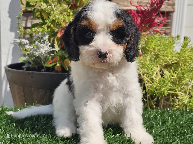Gemma – Cavapoo puppy for sale in Boyden, IA
