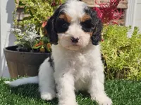 Gemma, a female Cavapoo for sale in Boyden, IA – 1 of 10