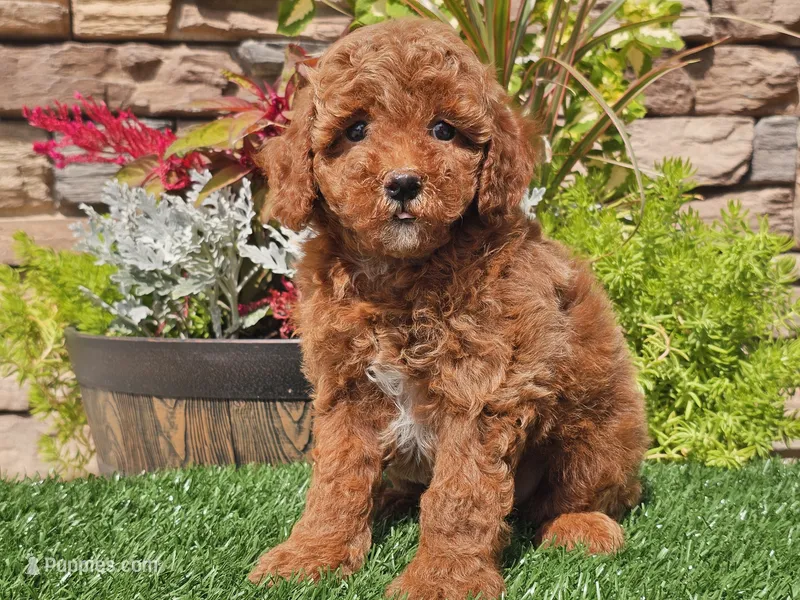 Desmond – Poodle - Miniature  puppy for sale in Boyden, IA
