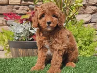 Desmond, a male Poodle - Miniature  for sale in Boyden, IA – 1 of 10