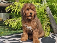 Stitch, a male Miniature Bernedoodle for sale in Boyden, IA – 7 of 10