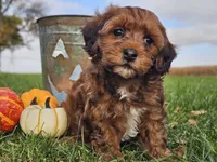Buster, a male Havapoo for sale in Boyden, IA – 2 of 10