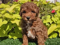 Peanut , a male Poodle - Miniature  for sale in Boyden, IA – 2 of 10