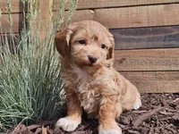 Rosa, a female Havapoo for sale in Boyden, IA – 7 of 10