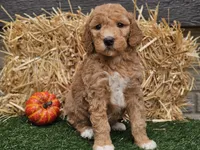 Serenity , a female Goldendoodle for sale in Boyden, IA – 8 of 10