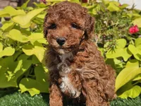 Peanut , a male Poodle - Miniature  for sale in Boyden, IA – 9 of 10
