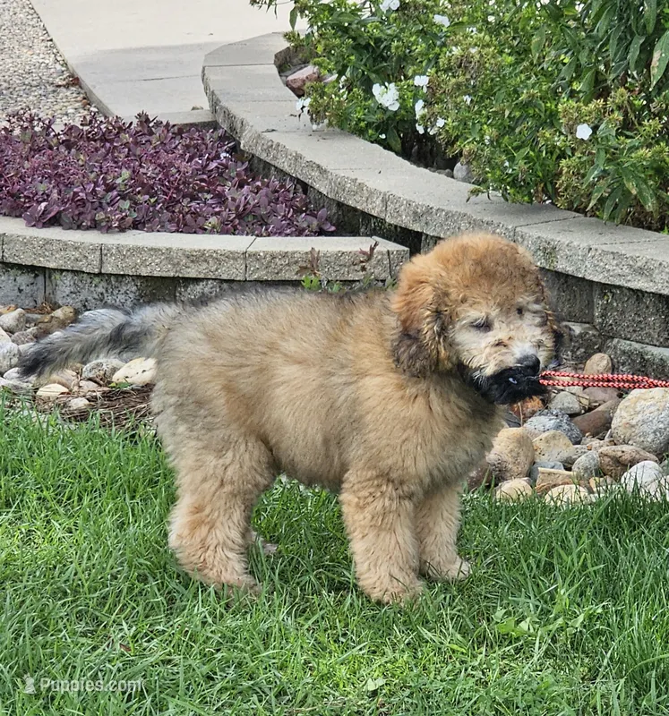 Fletcher  – Whoodle puppy for sale in Boyden, IA