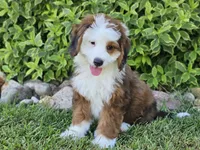 Sonic, a male Miniature Bernedoodle for sale in Boyden, IA – 7 of 10
