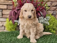 Walter, a male Goldendoodle for sale in Boyden, IA – 5 of 10