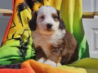 Sonic, a male Miniature Bernedoodle for sale in Boyden, IA – 5 of 10