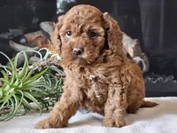 Kairi, a female Cavapoo for sale in Boyden, IA – 8 of 10