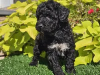 Pixie, a female Poodle - Miniature  for sale in Boyden, IA – 2 of 9