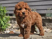 Felicia , a female Cockapoo for sale in Boyden, IA – 7 of 10