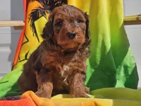 Stitch, a male Miniature Bernedoodle for sale in Boyden, IA – 7 of 10