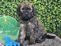 Forest , a male Whoodle for sale in Boyden, IA – 3 of 10