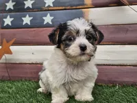 Kassia, a female Morkie for sale in Boyden, IA – 9 of 10